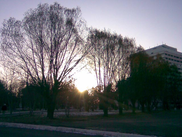 Солнце сквозь дерево
