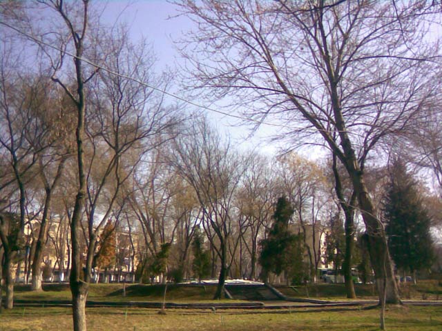 деревья в парке
