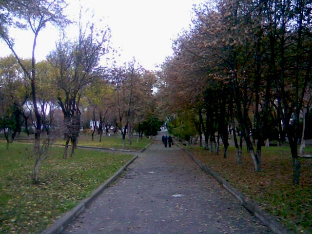 дорога в парке