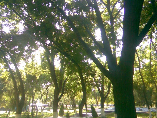 деревья в парке