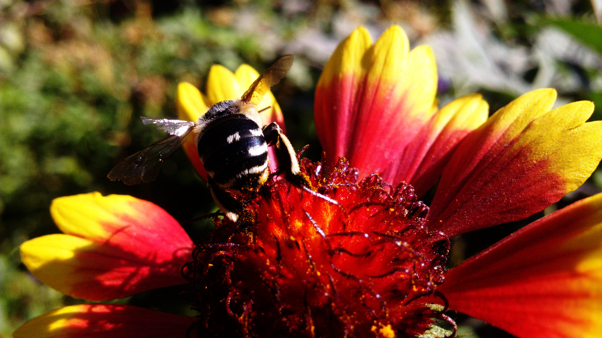 Макро мир - пчела