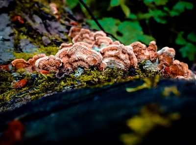 Колония грибов на дереве макрофото